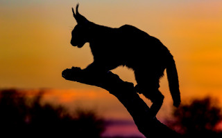 Monkey sunset branch fire torch - its tail free wallpaper