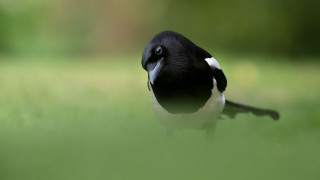Black white bird green field - focus free wallpaper