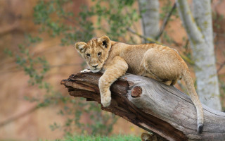 Lion cub log zoo resting - in a zoo enclosure free wallpaper