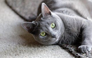 Gray cat white carpet green - a gray cat free wallpaper