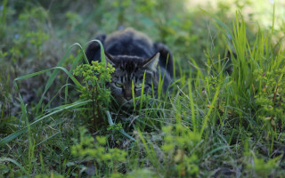 Cat hiding grass daylight ecological - the grass free wallpaper