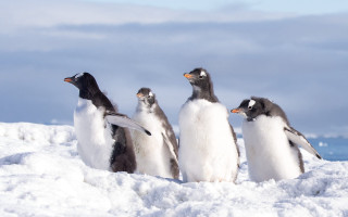 Penguins snow outdoor mountain blue - a group of penguins free wallpaper