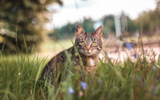 Cat grass bokeh nature outdoors - a blurry background of trees free wallpaper
