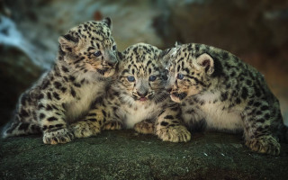 Snow leopards rock looking distance - a rock together free wallpaper