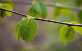 Branch green leaves rain blurry - anne nasmyth free wallpaper for desktop
