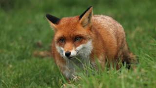 Red fox grass blurry nature - the camera mans eye free wallpaper