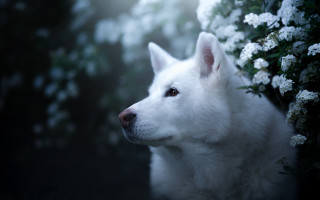 White dog flower background blurry - a white dog free wallpaper