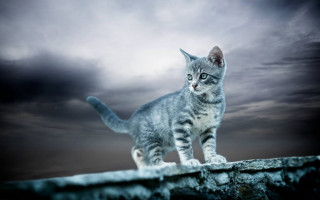 Cat ledge dark sky clouds - a ledge free wallpaper