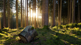 Tree stump forest sunlight grass - the tree and the grass free wallpaper