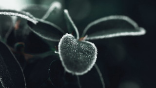Frosted plant macro background blurry - frost free wallpaper for desktop