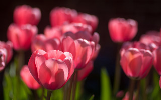 Pink flowers grass macro shallow - the stem free wallpaper