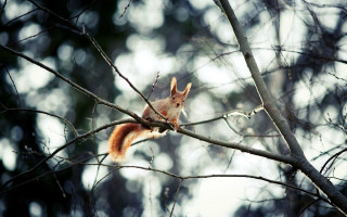 Squirrel surprised branch nature tiltshift - a squirrel free wallpaper