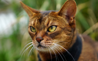 Serious cat green background daphne - a collar free wallpaper