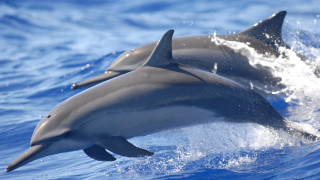 Dolphins ocean jumping water sky - two dolphin free wallpaper