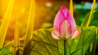 Pink flower bloom green grass - the leaf free wallpaper