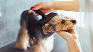 Dog haircut woman hair dryer - head and shoulders portrait free wallpaper