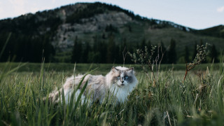 Cat field mountain sunny blue - blue sky free wallpaper