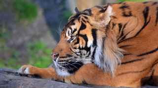 Tiger log sun eyes closed - a tiger free wallpaper