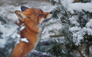 Fox snowy forest branch burry - a fox free wallpaper