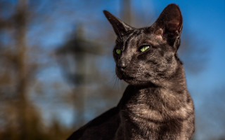 Black cat green eyes trees - a black cat free wallpaper