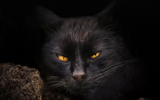 Black cat yellow eyes gothic 23 - sinister free wallpaper