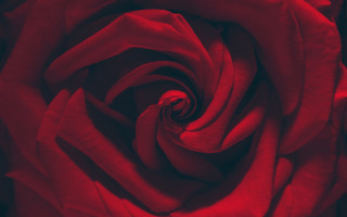 Red rose closeup black background 3 - a white center free wallpaper