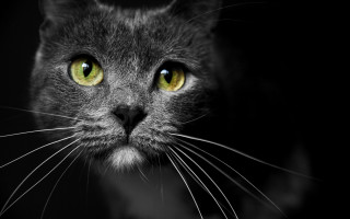 Black cat yellow eyes symmetrical - a black cat free wallpaper