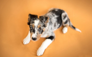 Dog black white face looking - a dog free wallpaper for desktop