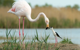 Birds lake field ecological jigsaw - top of a grass free wallpaper