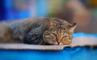 Cat blue surface blurry background - a blurry background behind free wallpaper