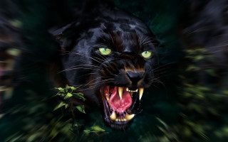 Black panther green eyes snarling - tooth wide free wallpaper