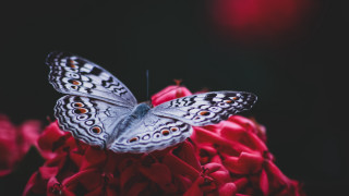Butterfly redflower blackbackground macro naturalism - a red flower in the foreground free wallpaper