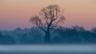 Foggy field tree bird pink - a foggy field free wallpaper