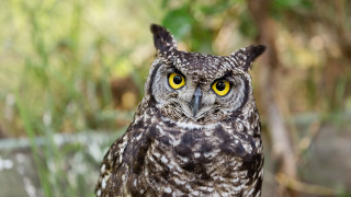 Owl yellow eyes blurry background 2 - free bird wallpaper for desktop