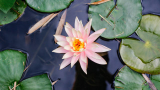 Pink flower floating water lilies 3 - floating free wallpaper for desktop