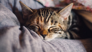 Cat sleeping bed blanket rococo - its head free wallpaper