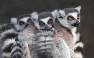 Ring tailed lemurs rock wall - a rock wall free wallpaper