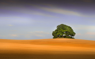 Lone tree golden field blue - a lone tree free wallpaper