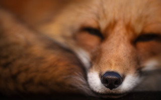Fox sleeping closeup furry macro - a close up of a fox free wallpaper
