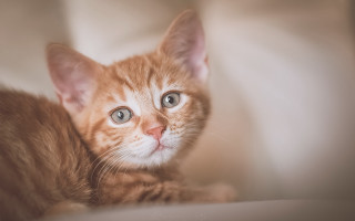Orange kitten blue eyes curious - a white blanket free wallpaper