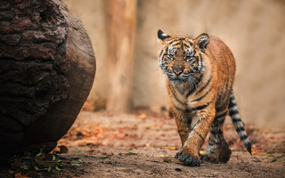 Tiger walking dirt field tree - a tiger free wallpaper