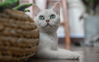 White cat blue eyes basket - a plant free wallpaper