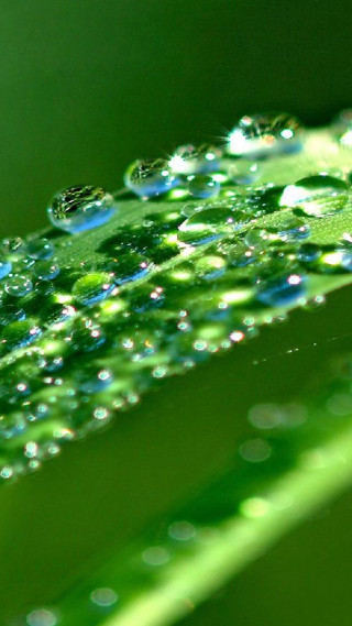 Close up green leaf water 12 - a blurry background free wallpaper for mobile