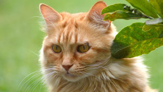 Cat leaf green background focus - a green background and a blurry background free wallpaper