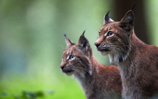 Lynx woods blurry depthfield blueeyes - their ear free wallpaper