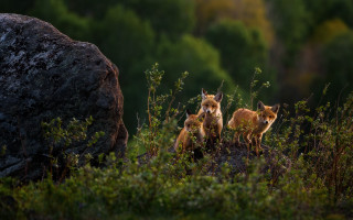 Foxes grass rock trees night - top of a grass free wallpaper