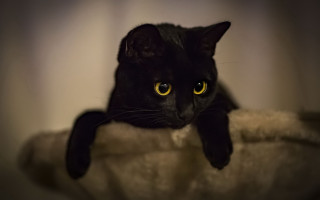 Black cat yellow eyes white - duccio free wallpaper