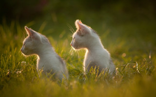 White kittens in grass florianne - one cat free wallpaper