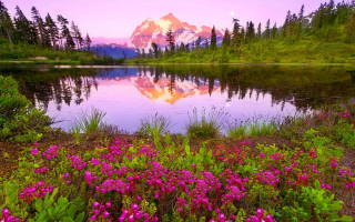 Mountain lake reflection wildflowers sunset - a pink sky free wallpaper for desktop