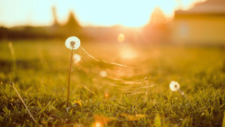Dandelion grass sunset lens flare - a yellow sky free wallpaper